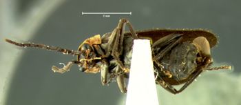Media type: image;   Entomology 3391 Aspect: habitus ventral view